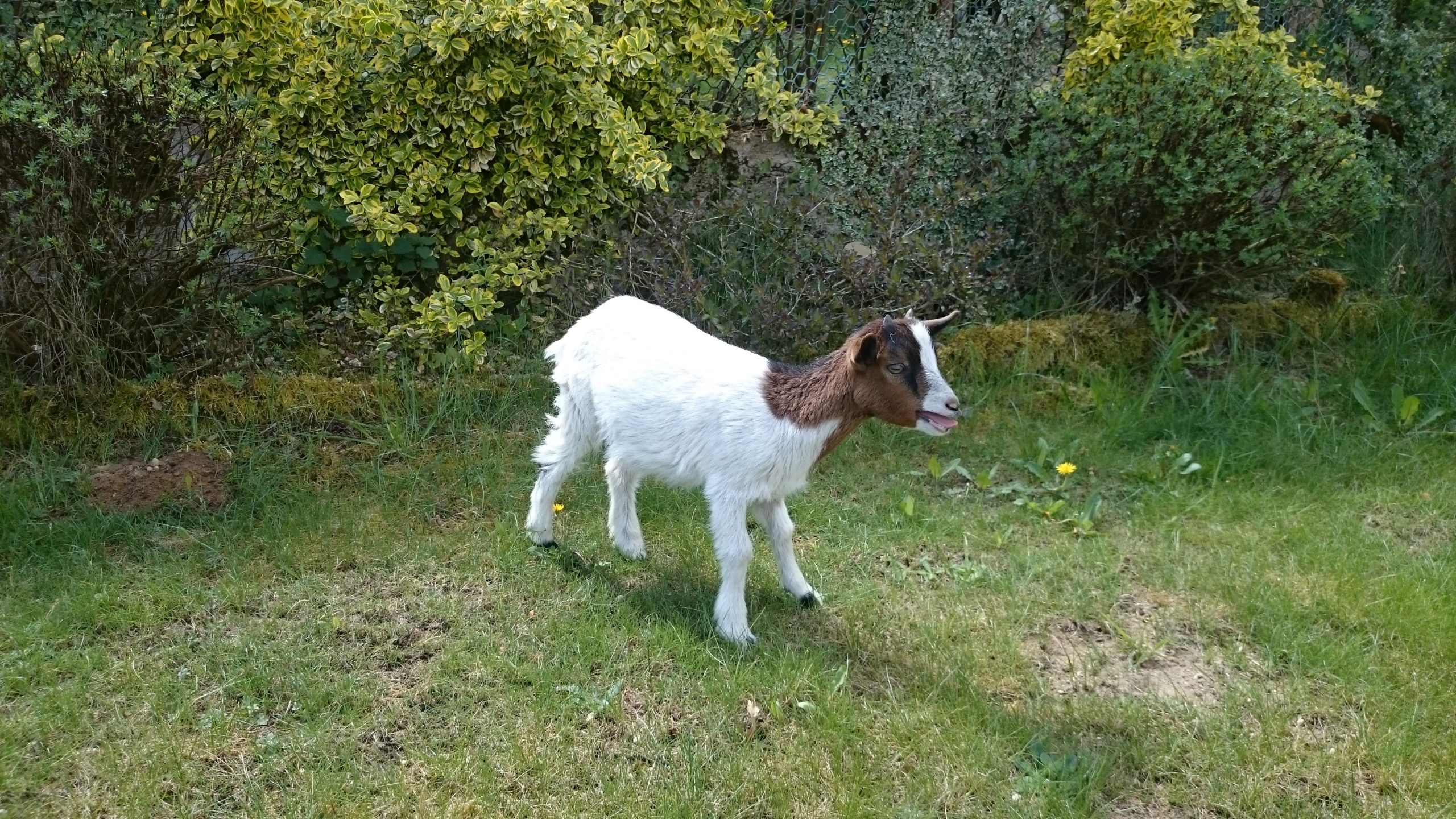 Miniaturowa koza Balbinka