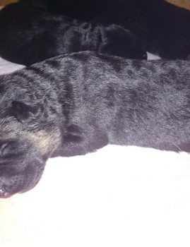 Tygodniowe szczeniaki