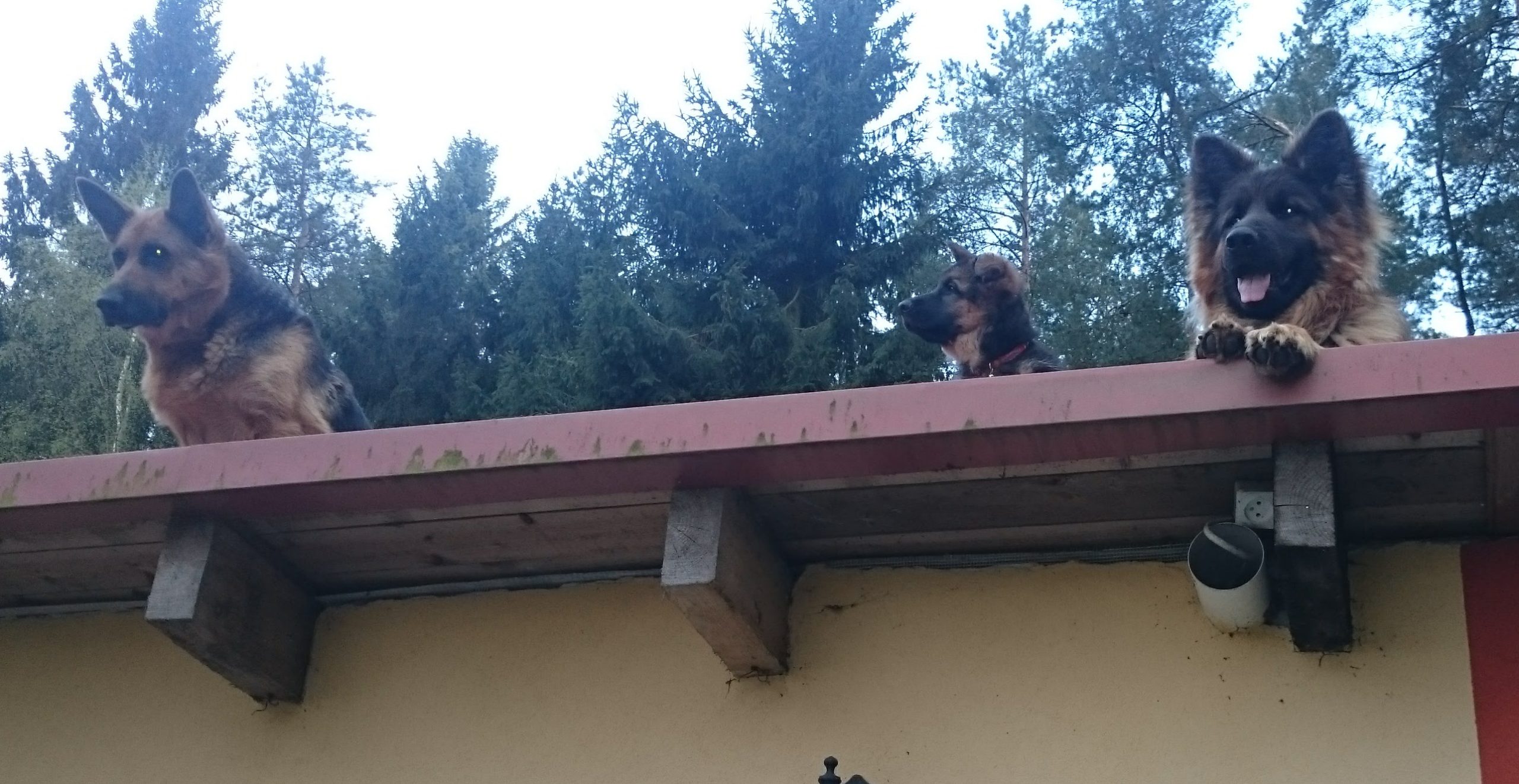 Nowe pokolenie owczarków