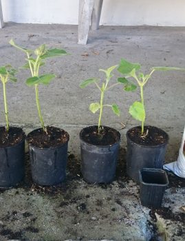 Oxytree – testujemy