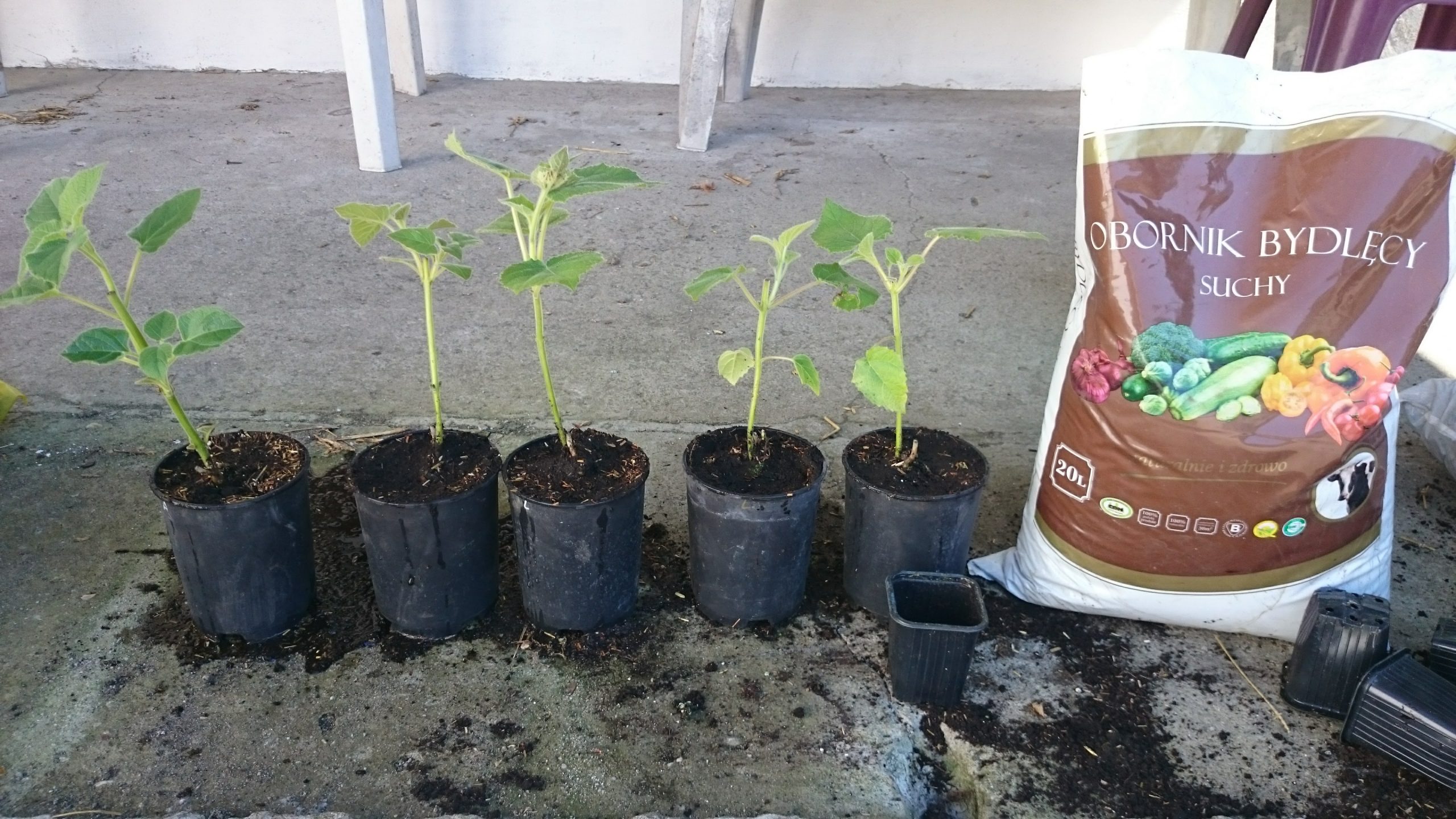 Oxytree – testujemy