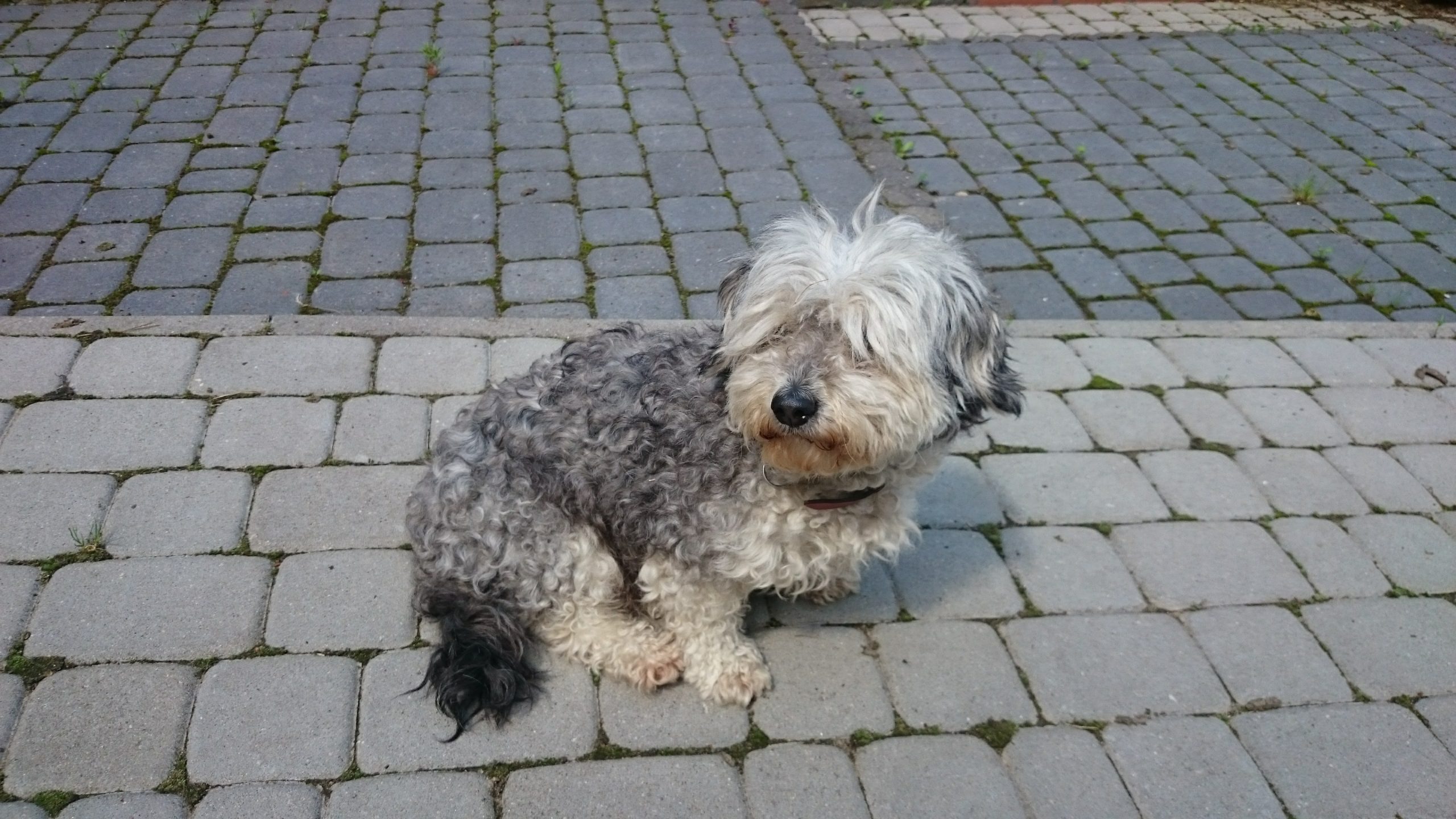 Niunia, zapomniany przeze mnie a najwierniejszy pies